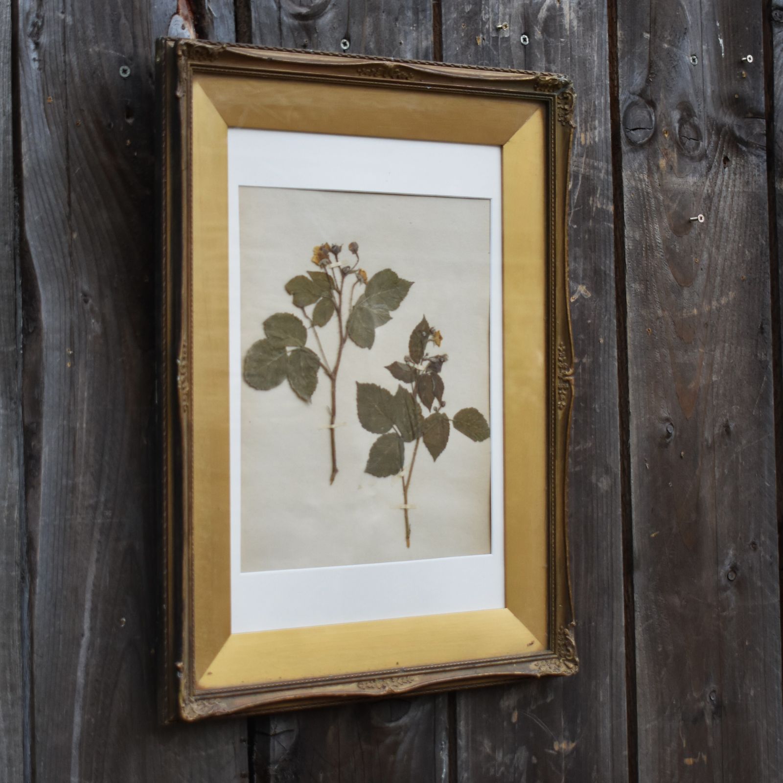 photo furniture Antique 1885 Hand Collected Herbarium Botanical Specimen Gilt Frame Picture Art
