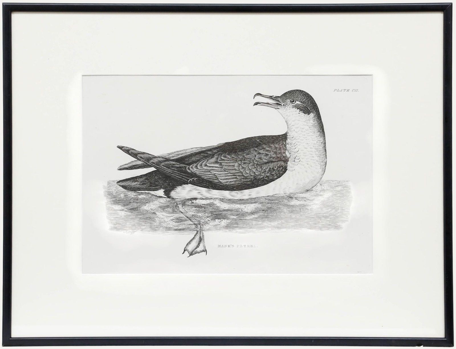 Prideaux John Selby (1788 1867) Early 20th Century Engraving, Manx's Petrel