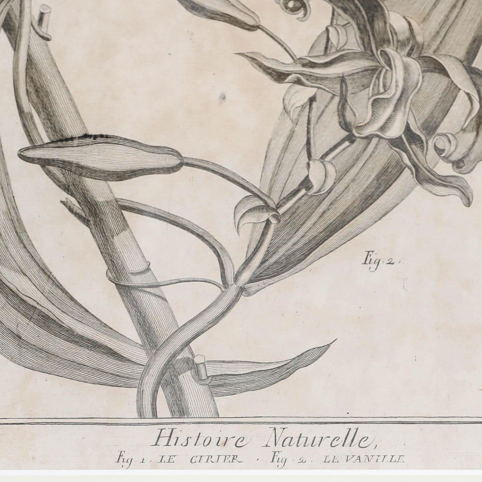 Robert Béenard (1734 1794) 18th Century Engraving, Le Cirier & Le Vanille photo buy
