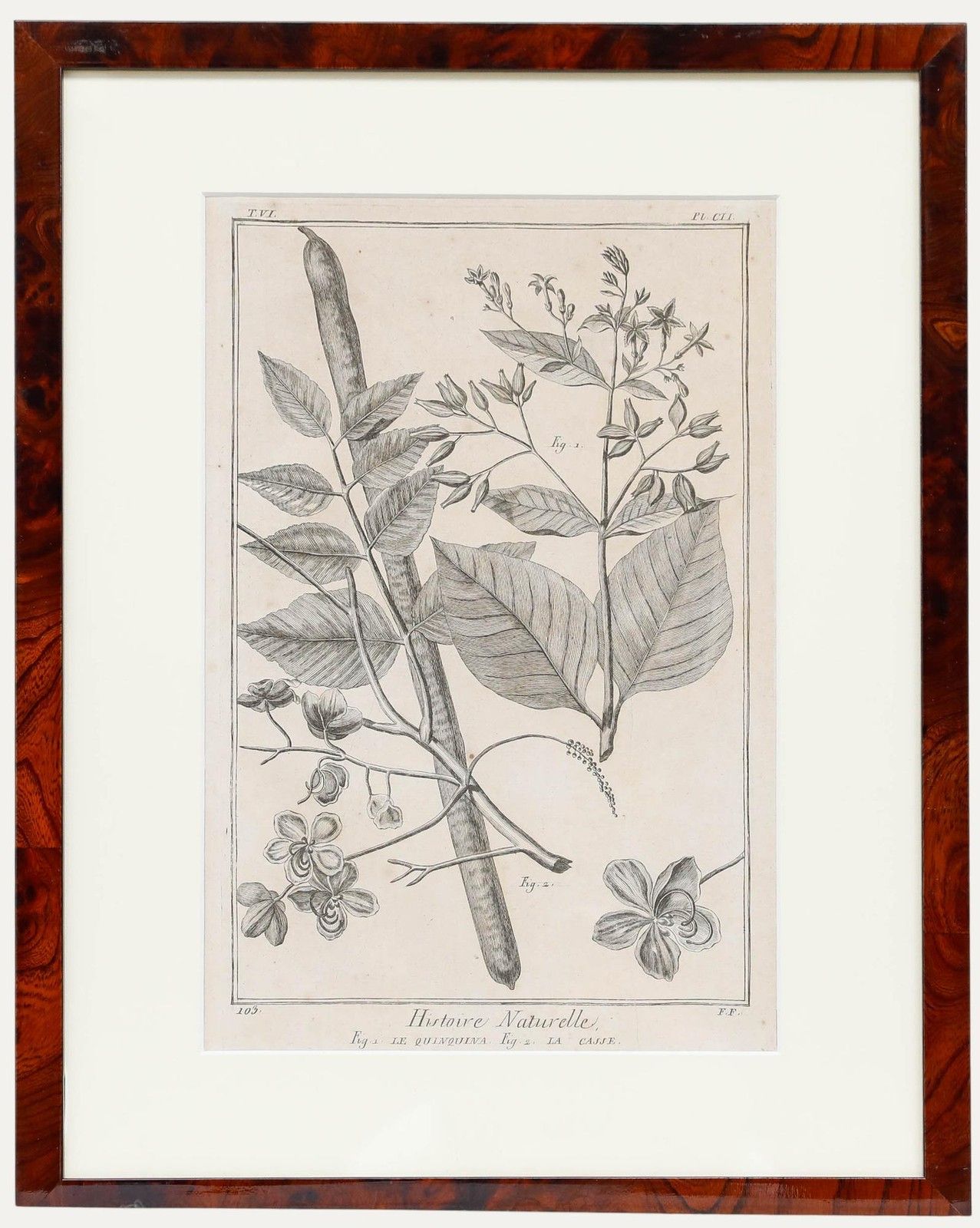 Robert Béenard (1734 1794) 18th Century Engraving, Le Quinquina & La Casse