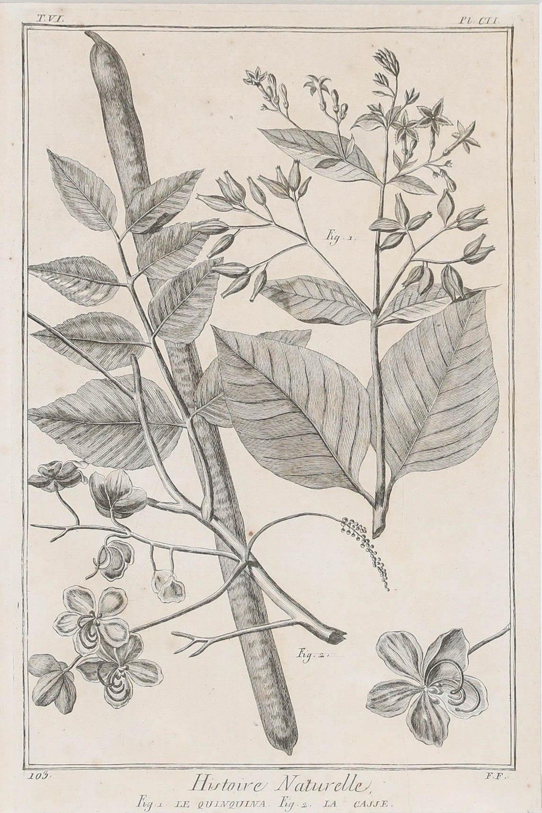 Robert Béenard (1734 1794) 18th Century Engraving, Le Quinquina & La Casse photo furniture