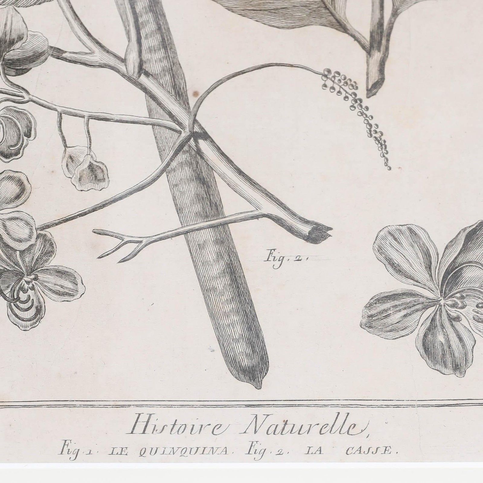 Robert Béenard (1734 1794) 18th Century Engraving, Le Quinquina & La Casse photo Art
