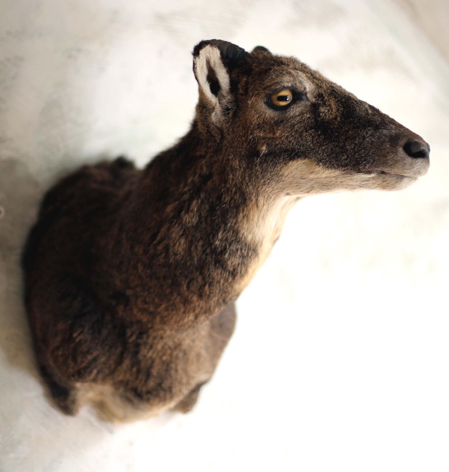 Large Adult Mouflon Head Female Wild Sheep Stuffed Vintage Taxidermy Mount Curiosity photo vintage