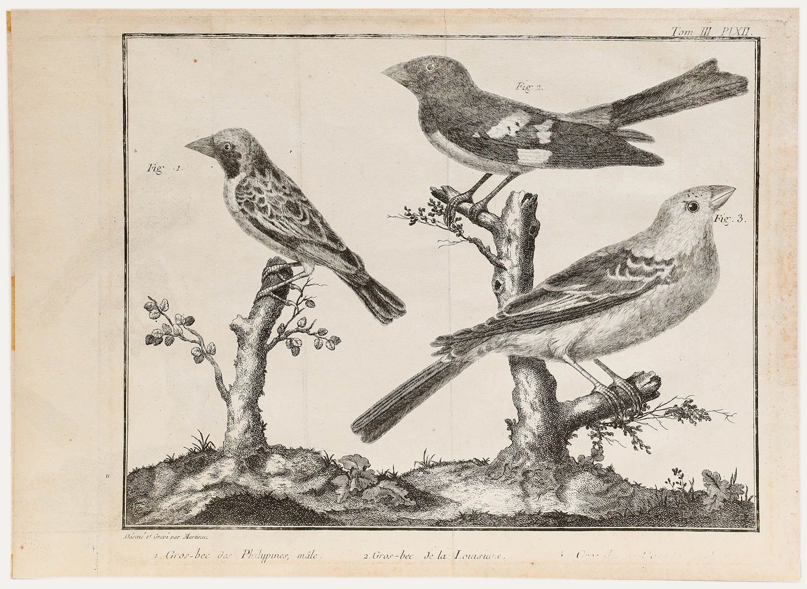 Francois Nicolas Martinet (1731 1804) 19th Century Engraving, Grosbeaks