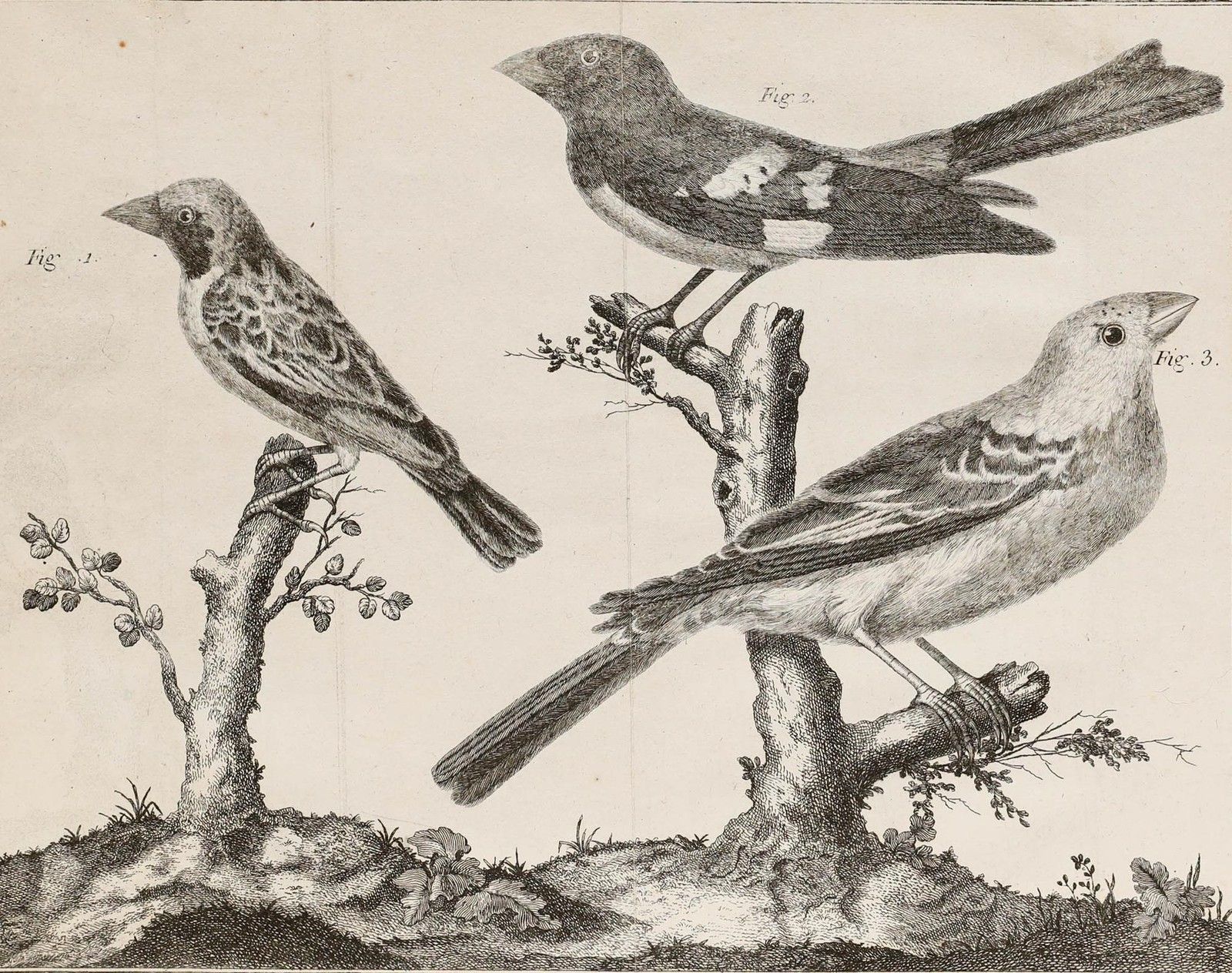 Francois Nicolas Martinet (1731 1804) 19th Century Engraving, Grosbeaks photo furniture