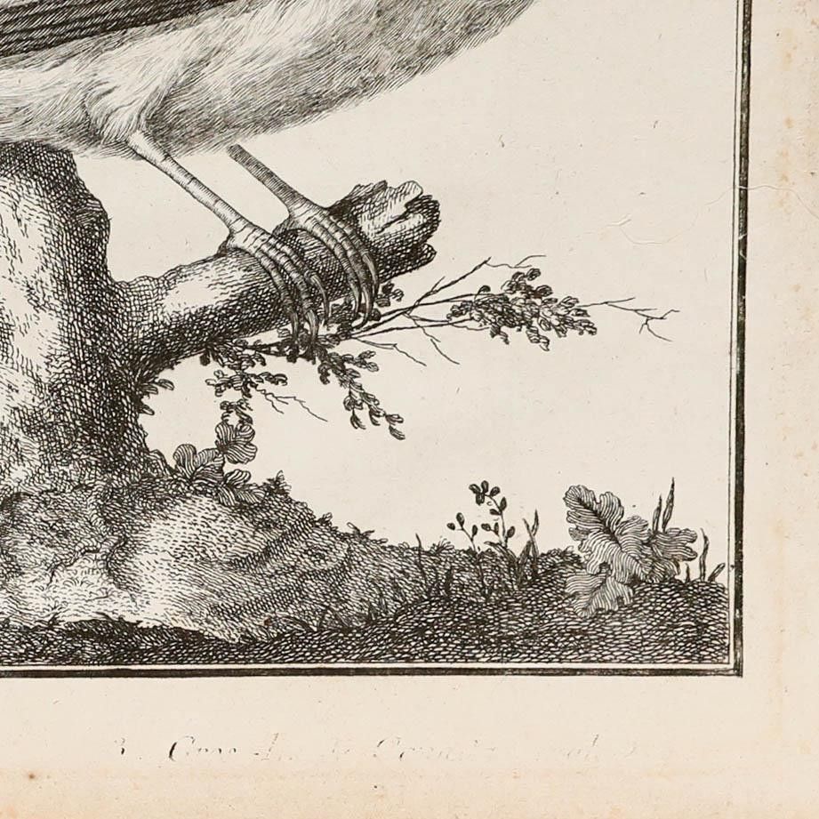 Francois Nicolas Martinet (1731 1804) 19th Century Engraving, Grosbeaks photo 195.0