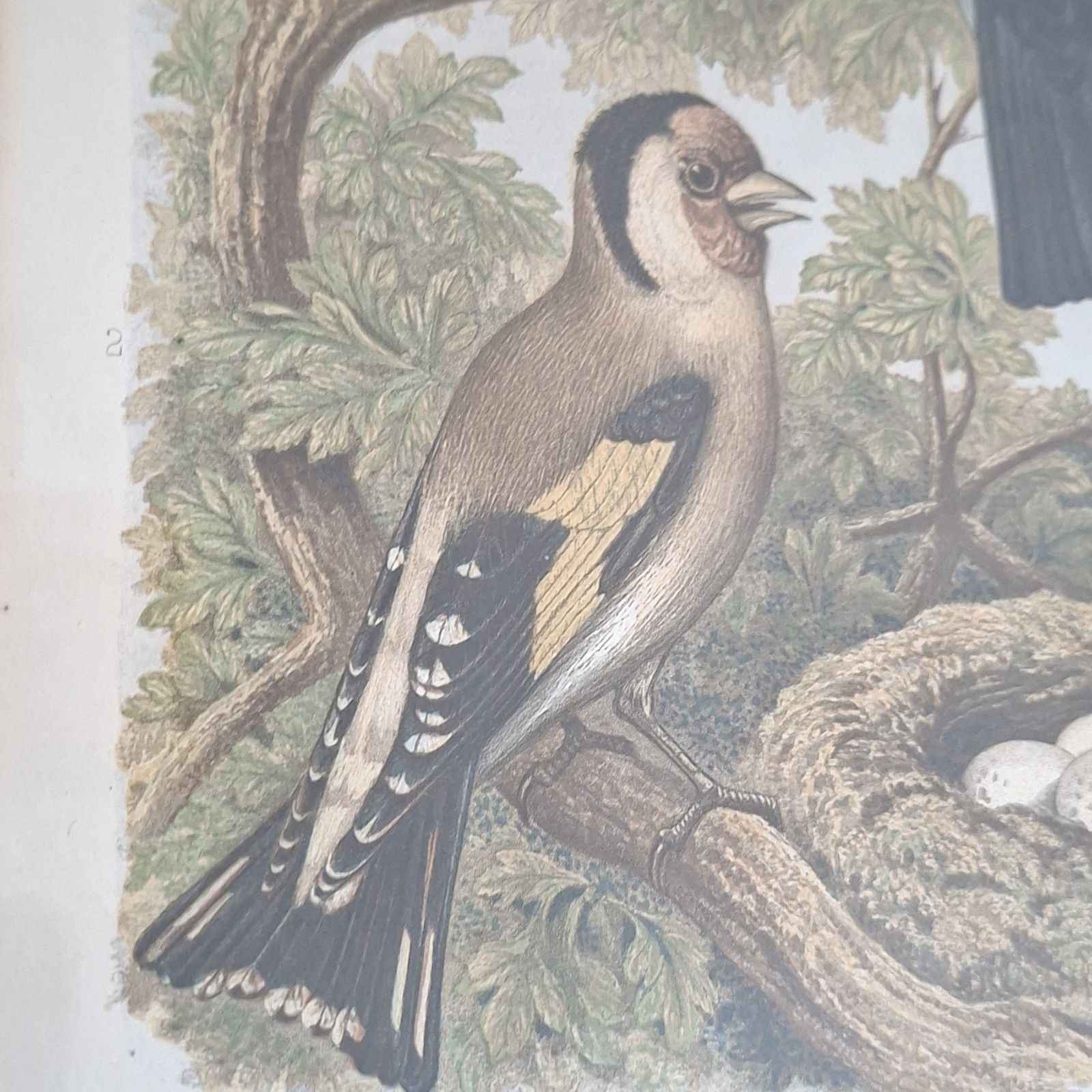 Original Coloured Lithograph Plates Cassells Book Of Birds Framed Trio Antique photo Art