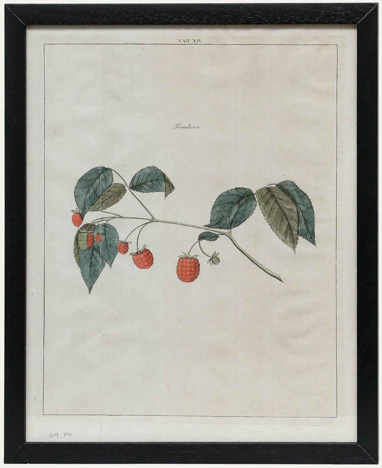 After Johann Hermann Knoop (1700 1769) 19th Century Engraving, Raspberries