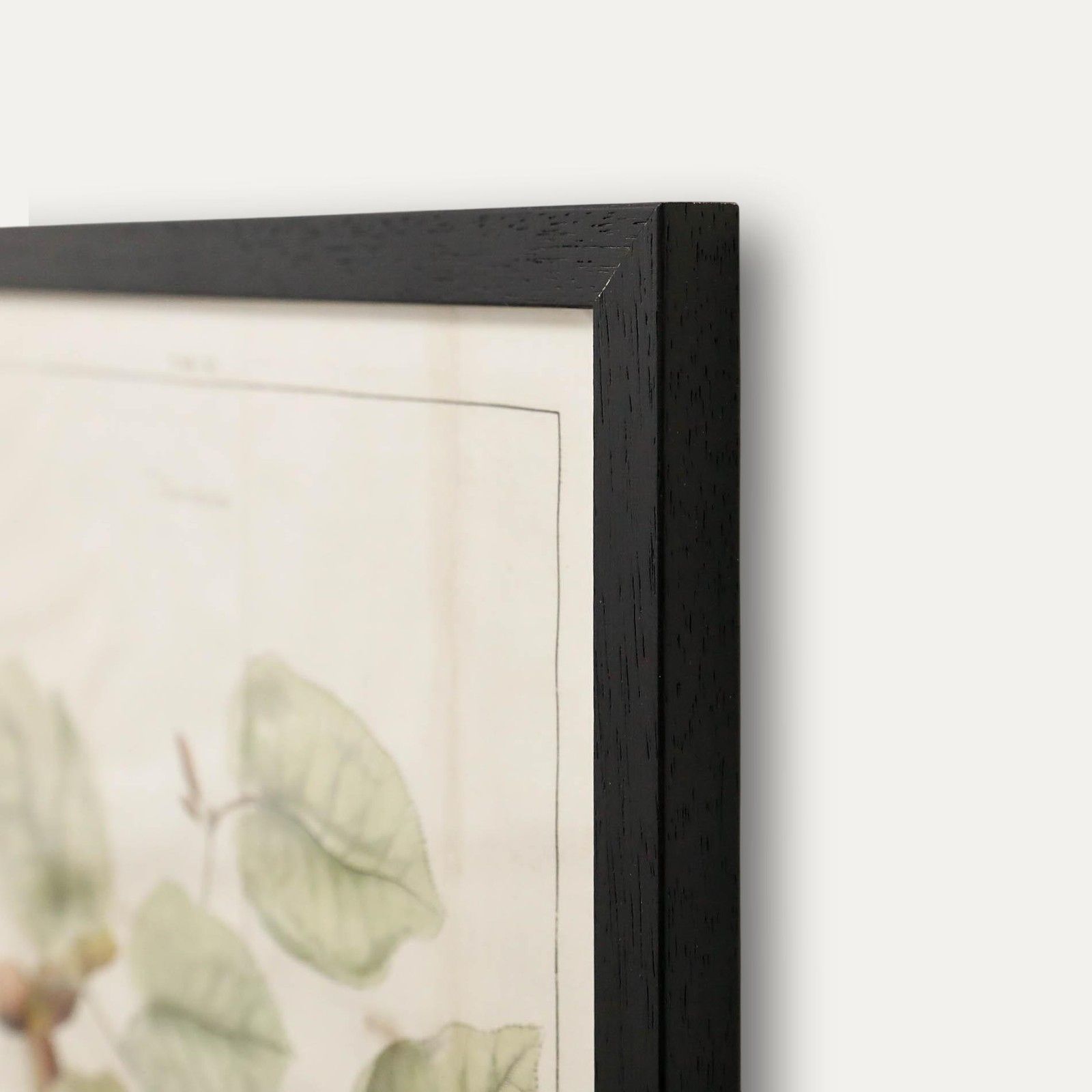 After Johann Hermann Knoop (1700 1769) 19th Century Engraving, Hazelnuts photo 175.0