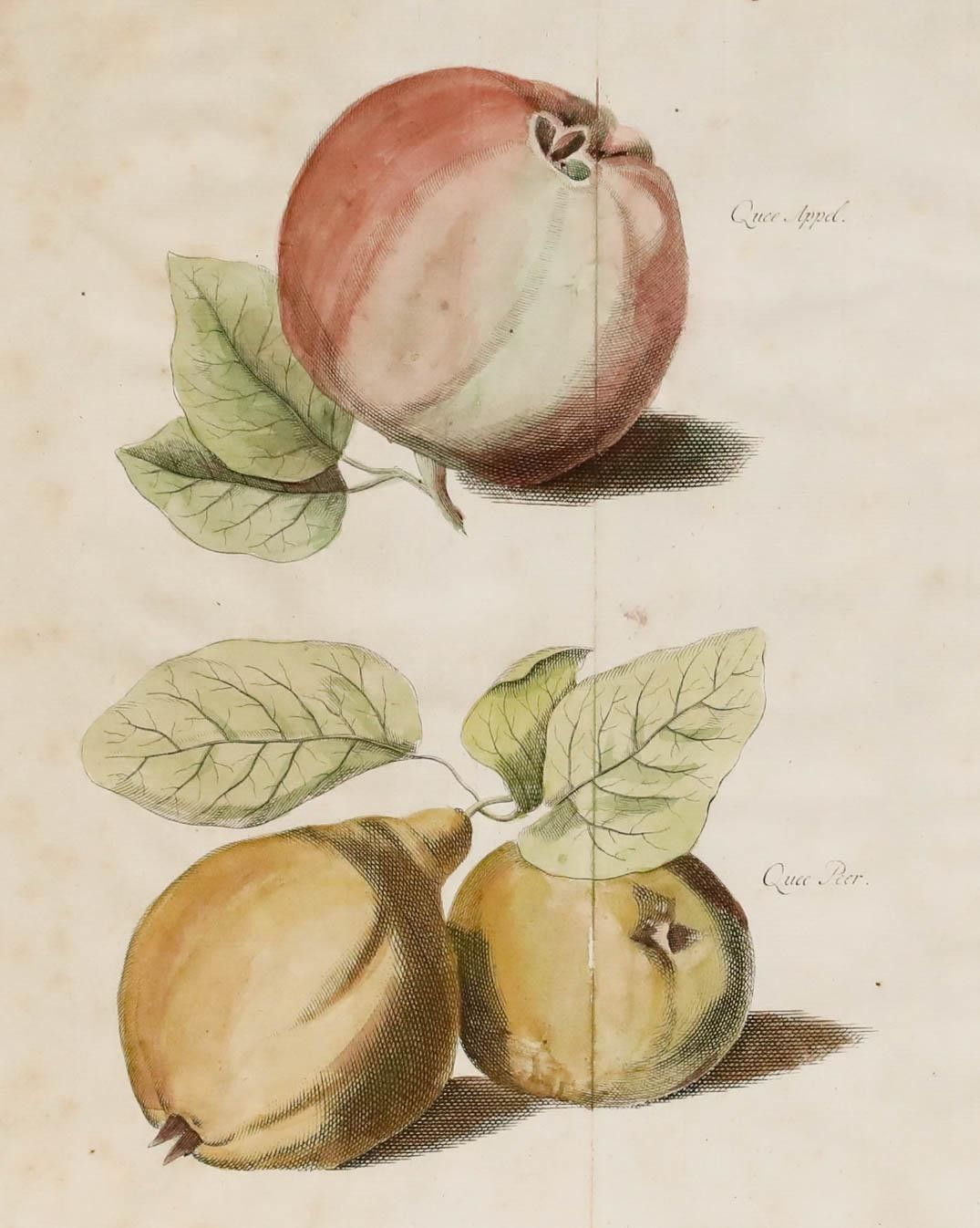After Johann Hermann Knoop (1700 1769)  19th Century Engraving, Apples And Pears photo furniture