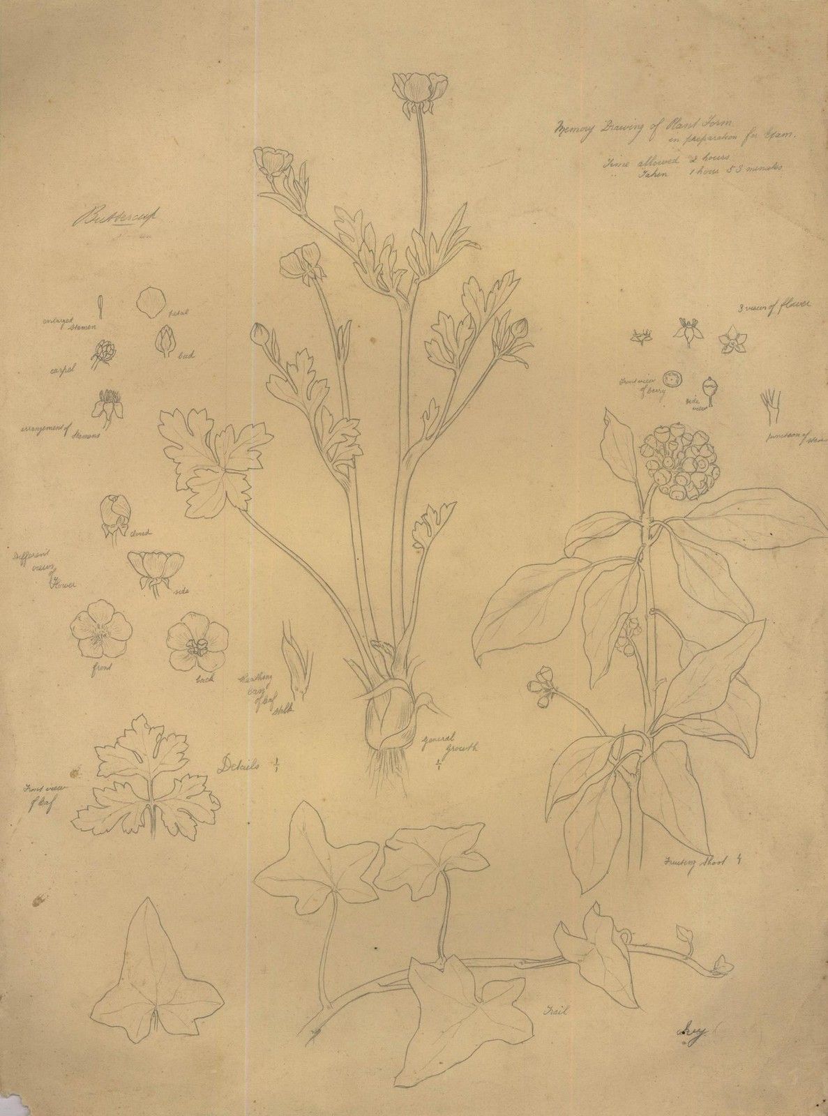 William H. Ladd Early 20th Century Graphite Drawing, Spring Botanical Studies photo furniture