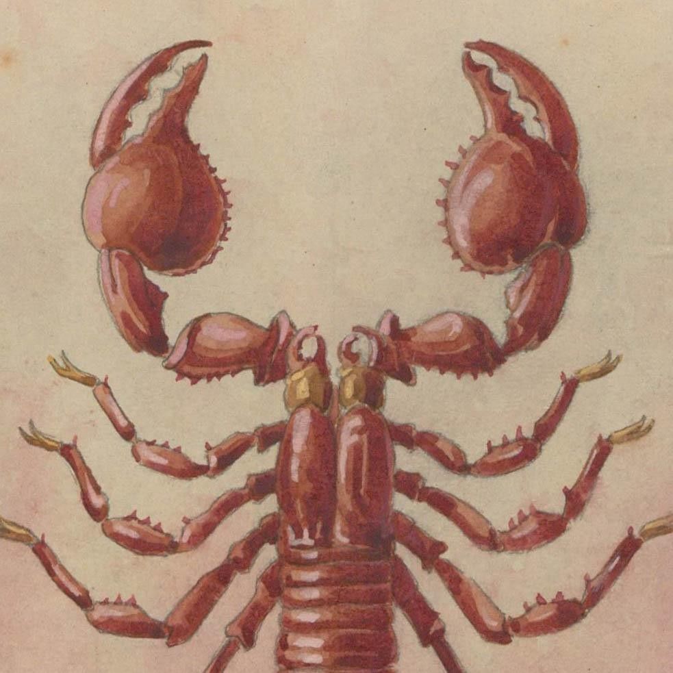 Fr. Siedler Mid 20th Century Watercolour, Scorpion photo furniture