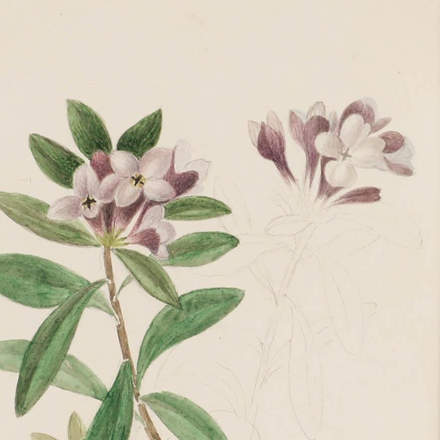 Sophia Katherine Charleton (1789 1844) Watercolour, Daphne Sericea photo Art