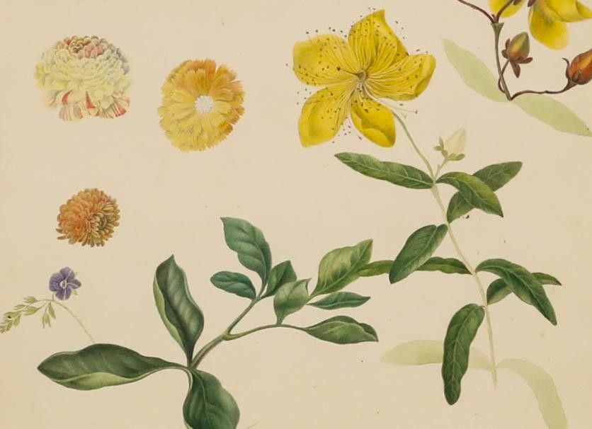 Sophia Katherine Charleton (1789 1844) Watercolour, Rose Of Sharon photo furniture