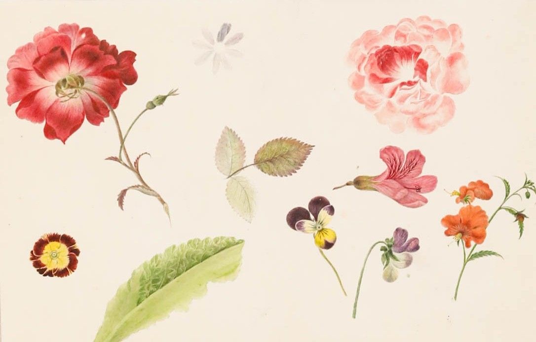 Sophia Katherine Charleton (1789 1844) Watercolour, Anemone And Rose photo furniture