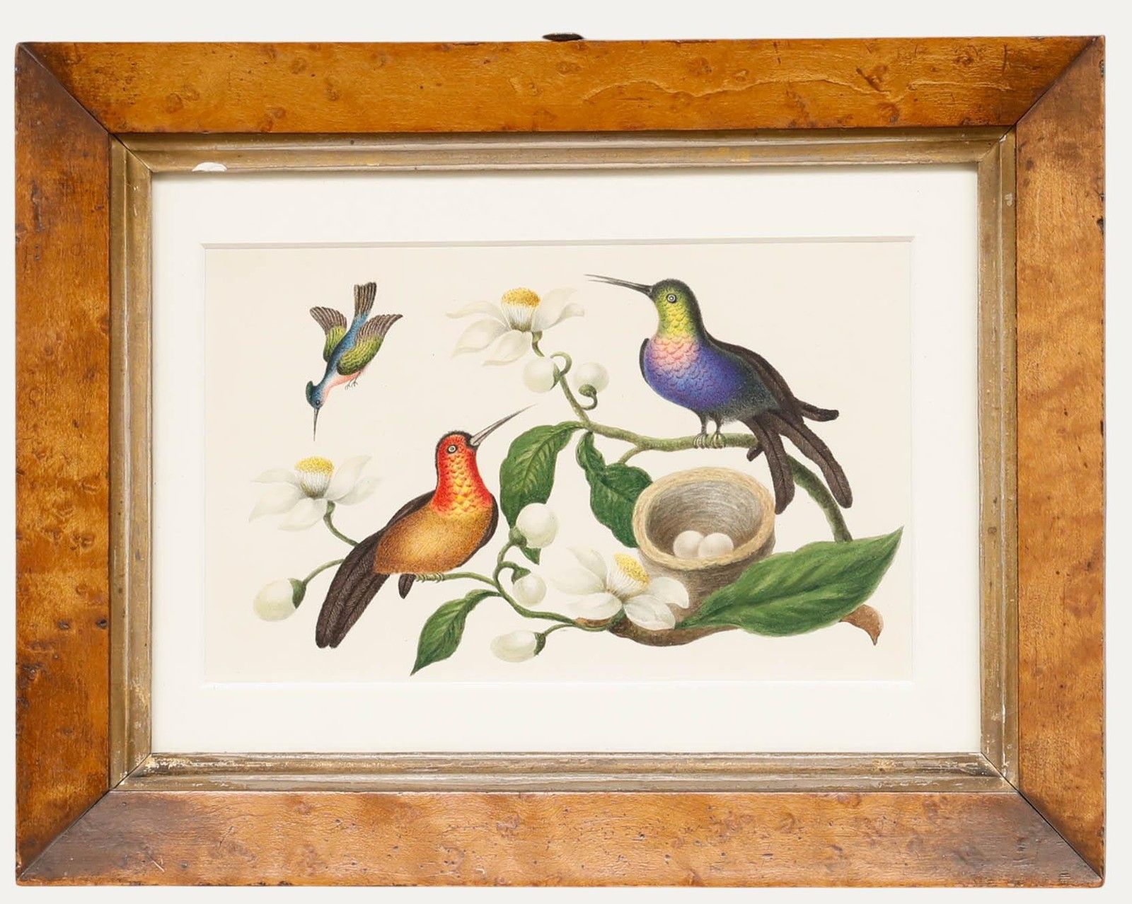 Sophia Katherine Charleton (1789 1844) Watercolour, Hummingbirds
