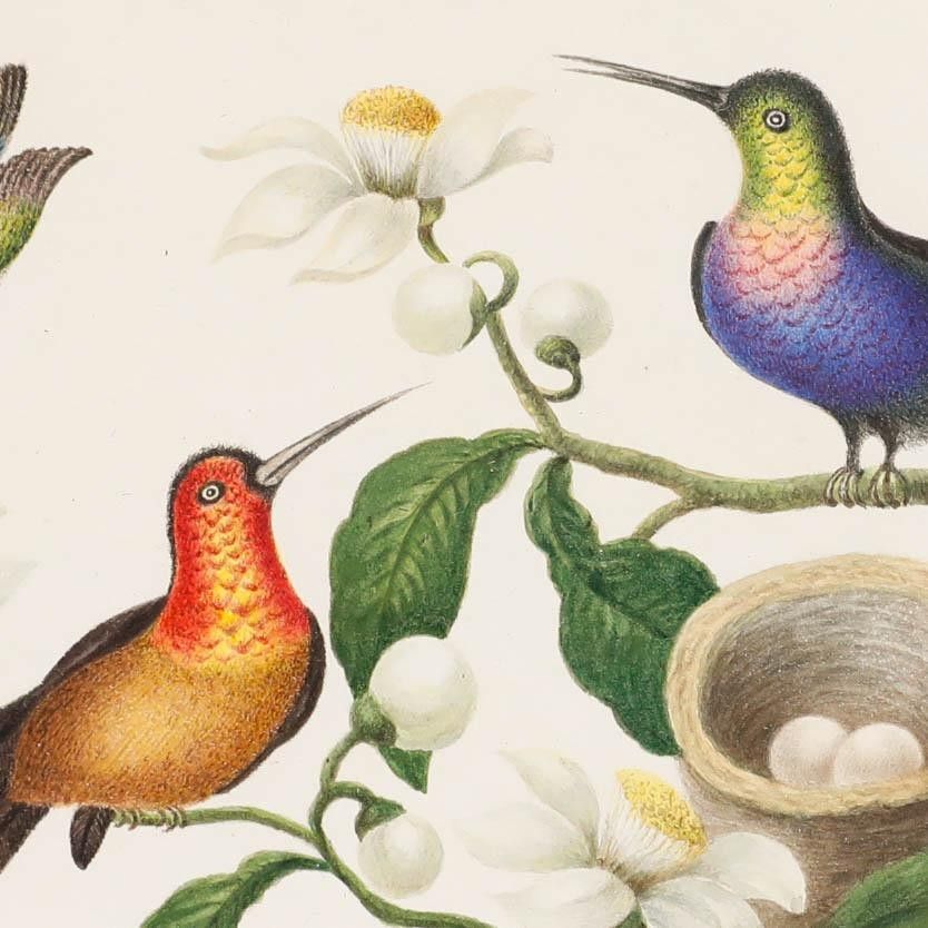 Sophia Katherine Charleton (1789 1844) Watercolour, Hummingbirds photo Art