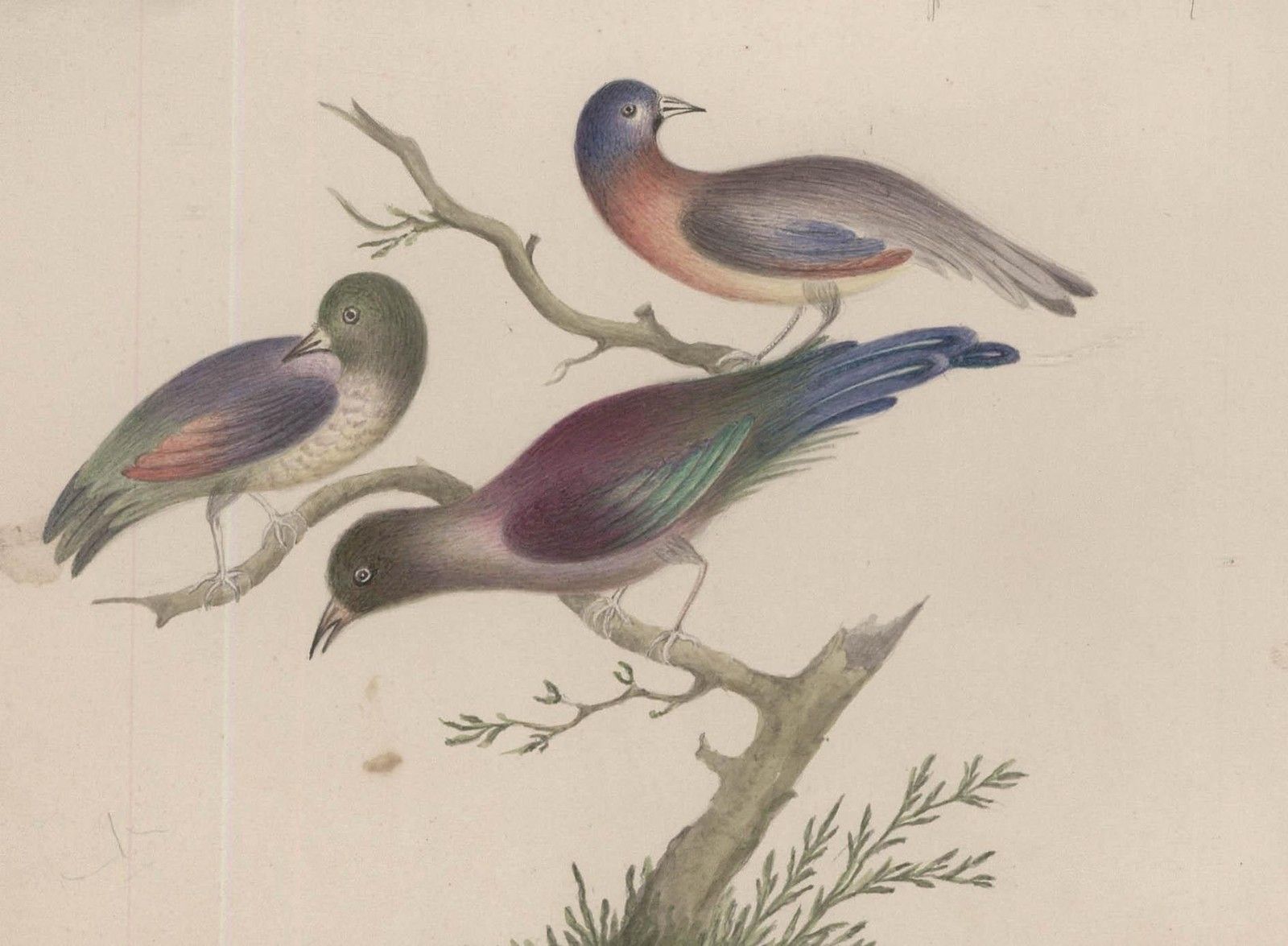 Sophia Katherine Charleton (1789 1844) Watercolour, Birds Of Paradise photo furniture