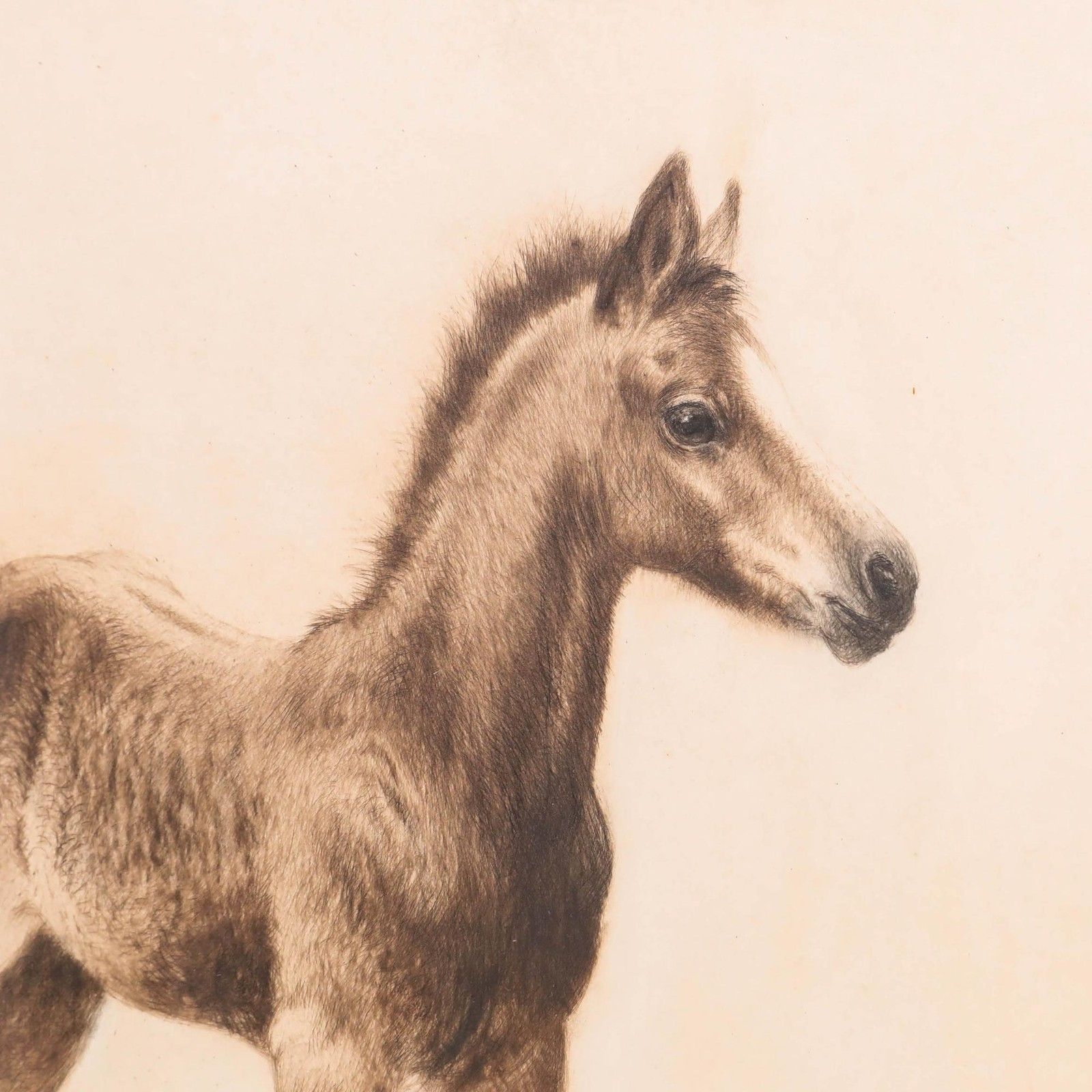 Kurt Meyer Eberhardt (1895 1977) Framed Drypoint, The Young Foal photo Art