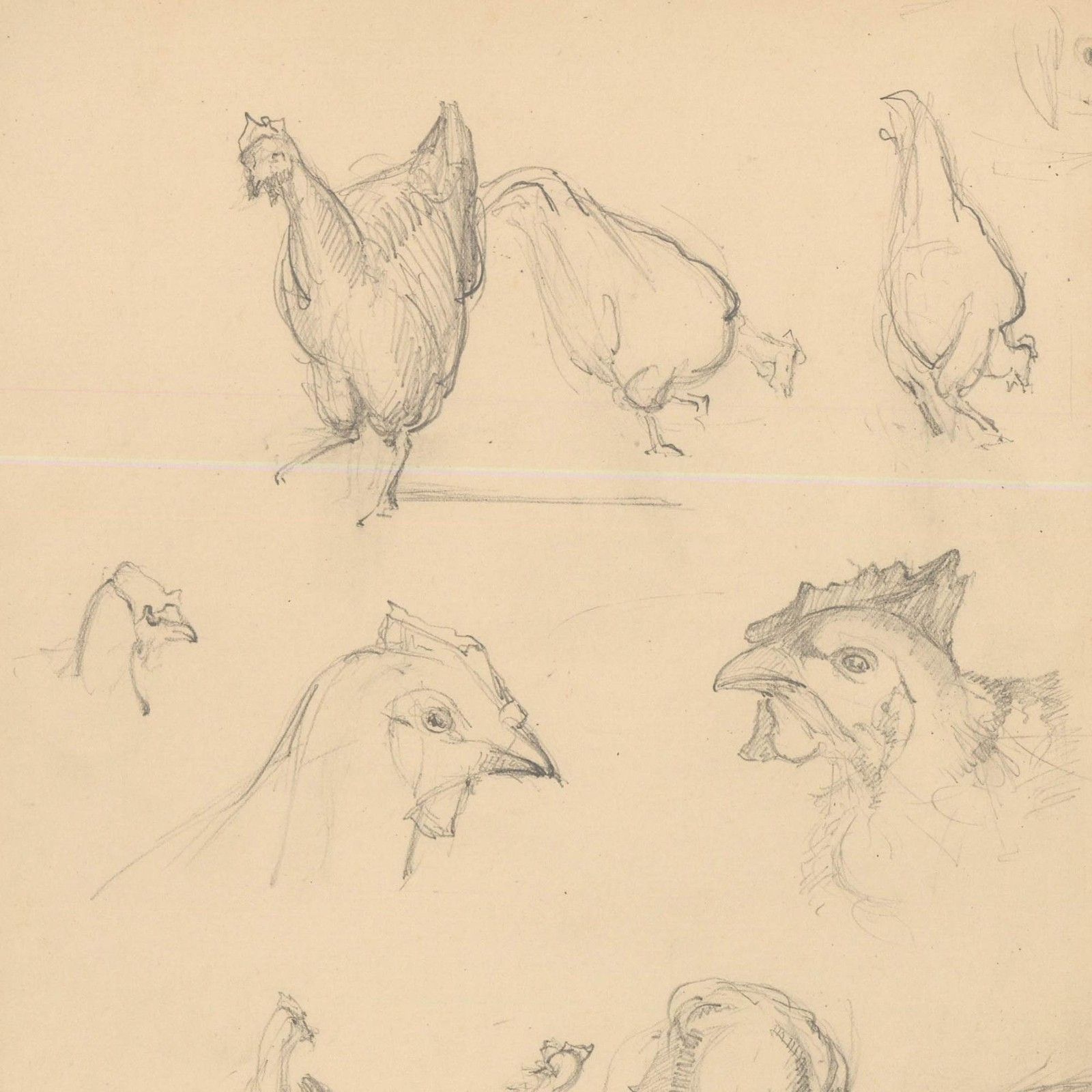 Attrib. John Cluysenaar (1899 1986) Graphite Drawing, Study Of Hens photo for sale