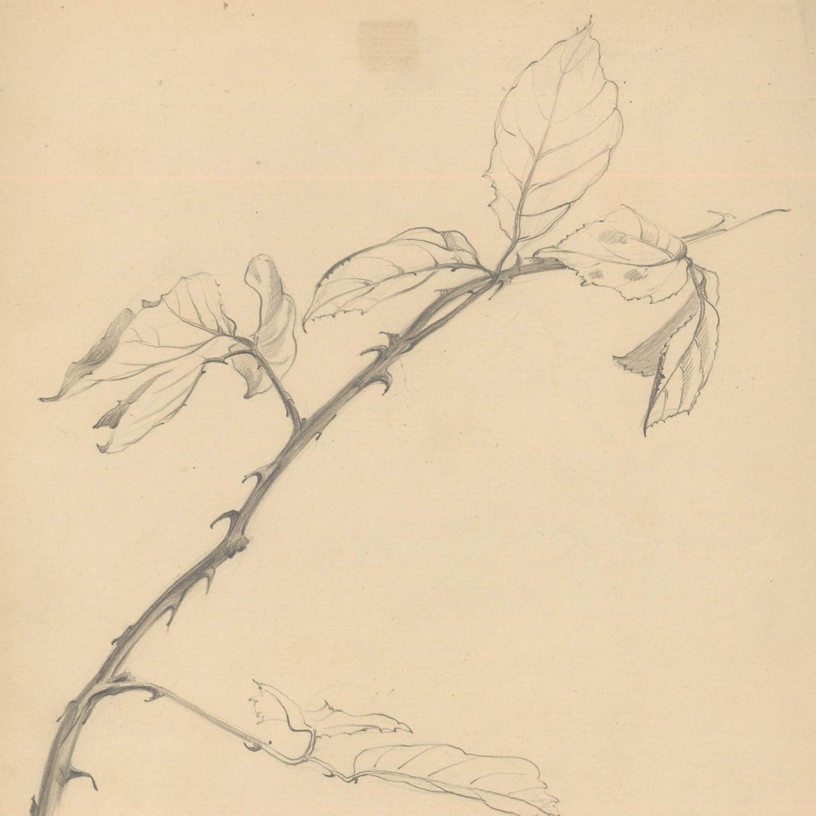 Attrib. John Cluysenaar (1899 1986) Graphite Drawing, Study Of Beech Leaves photo for sale