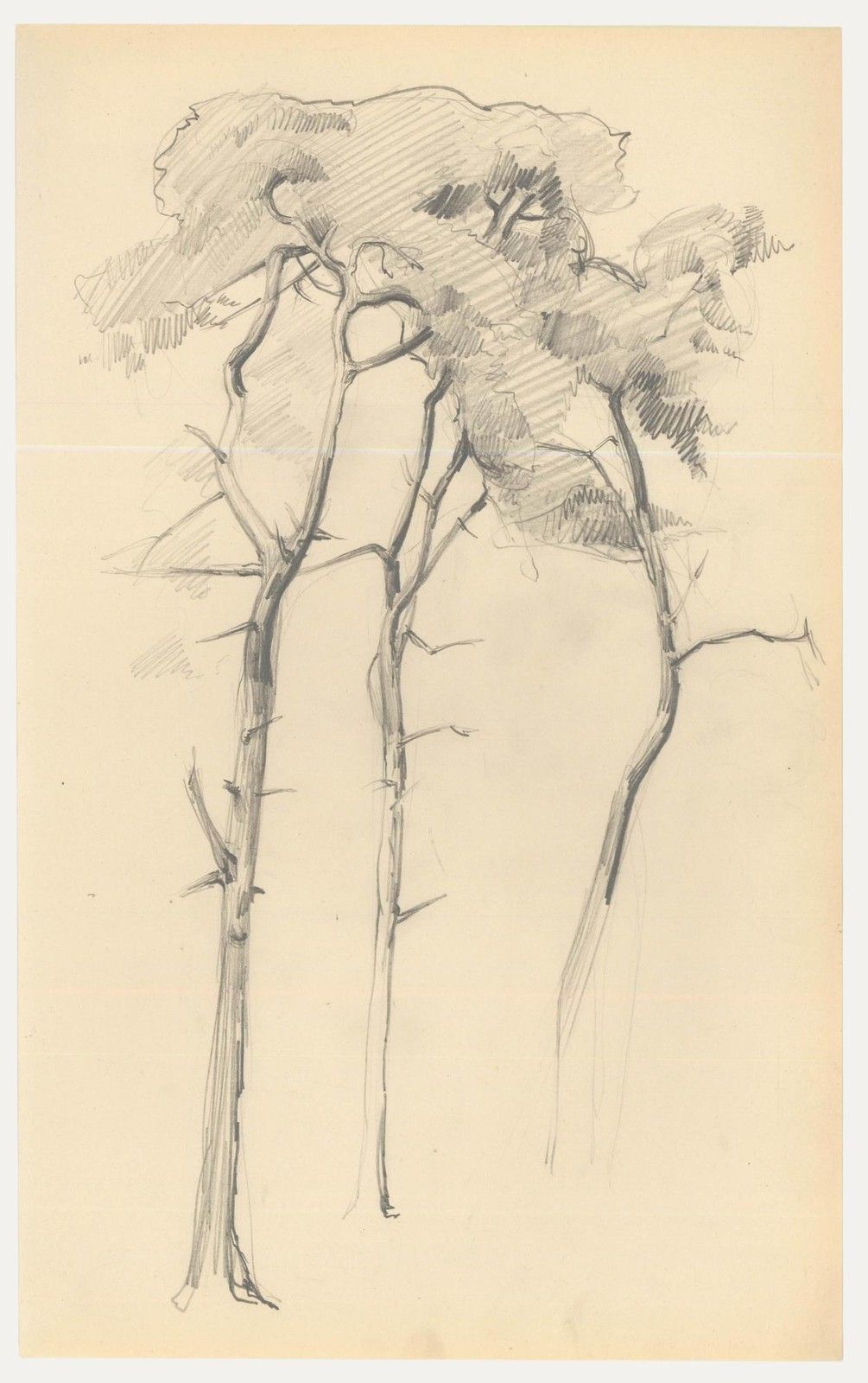 Attrib. John Cluysenaar (1899 1986) Graphite Drawing, Study Of Scots Pine