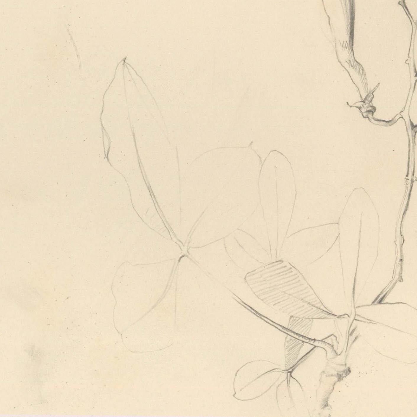 Attrib. John Cluysenaar (1899 1986) Graphite Drawing, Wisteria Pods photo for sale