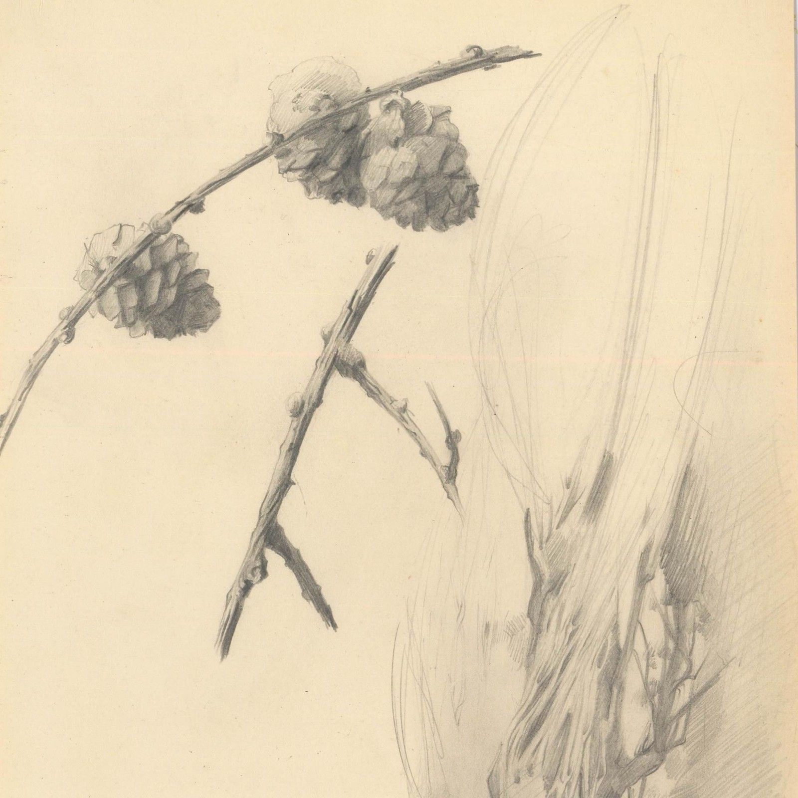 Attrib. John Cluysenaar (1899 1986) Graphite Drawing, Study Of Pinecones photo for sale