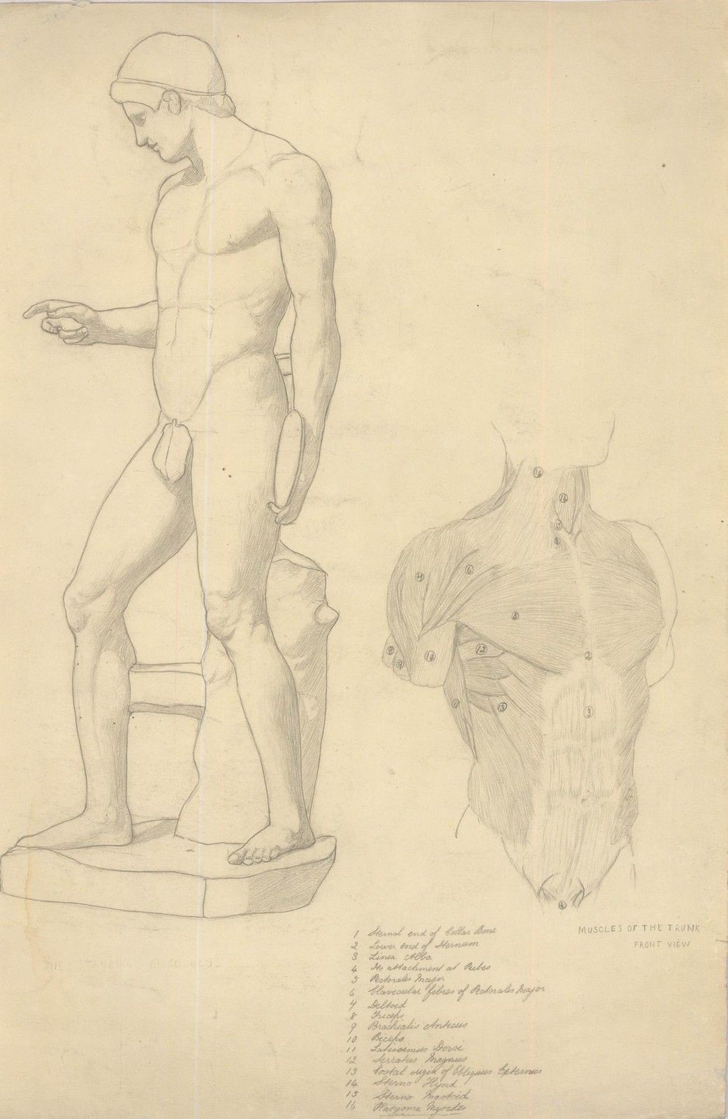 William Henry Ladd Early 20th Century Graphite Drawing, Muscles Of The Torso photo furniture