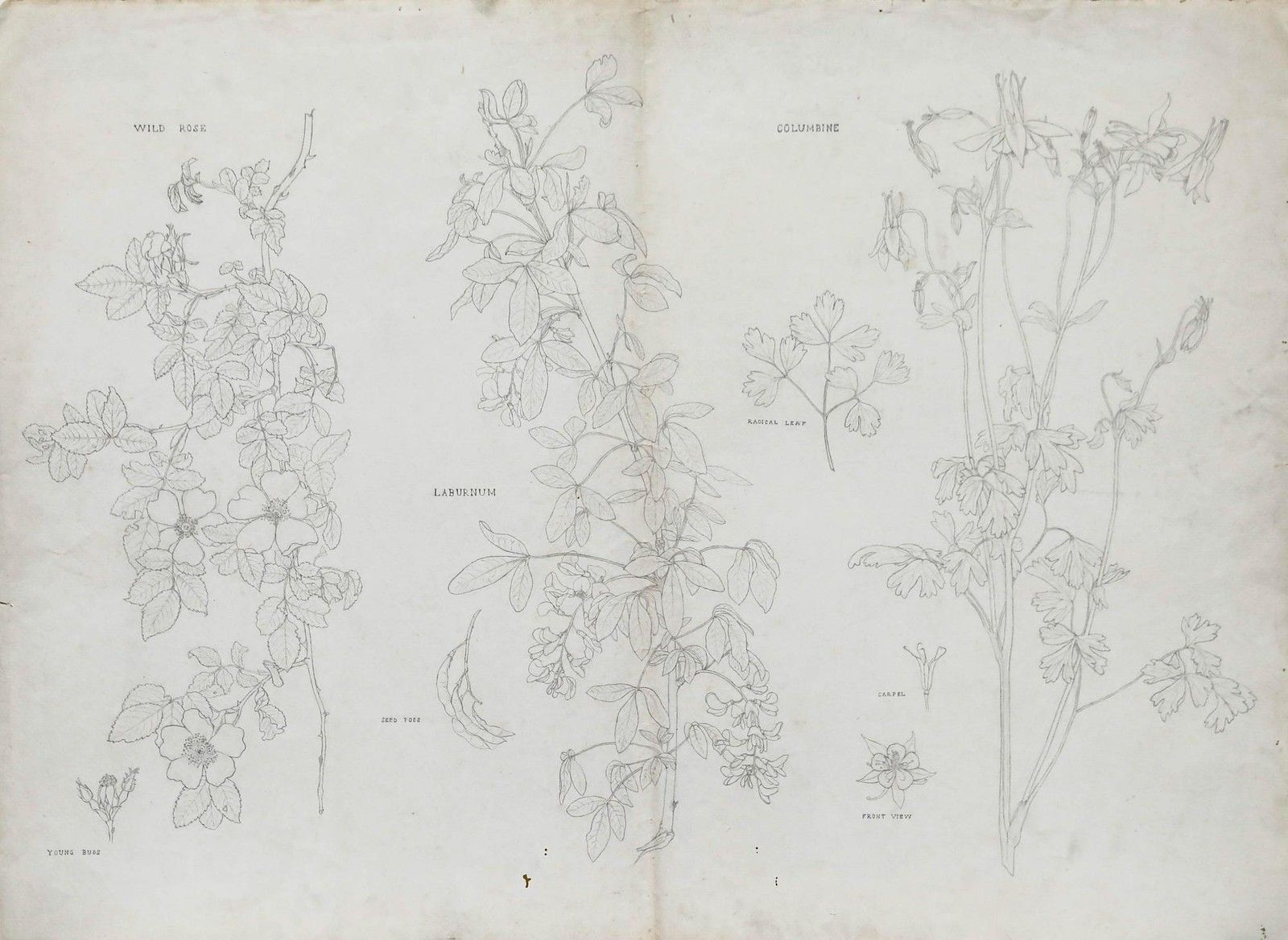William Henry Ladd Early 20th Century Graphite Drawing, Botanical Forms photo furniture