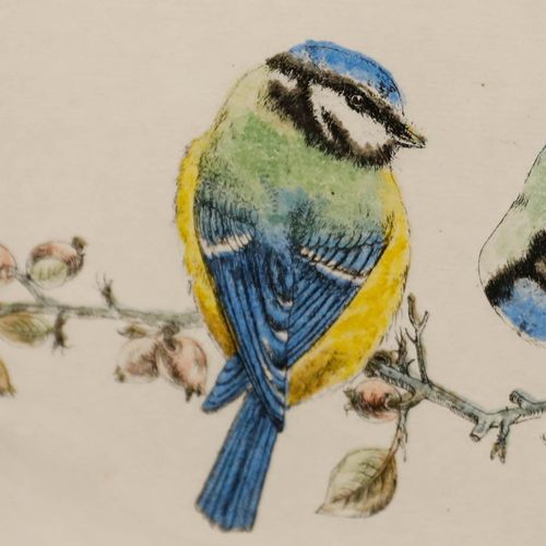 Walter Lishman (1900 1986) Framed Mid 20th Century Etching, Blue Tits photo 175.0