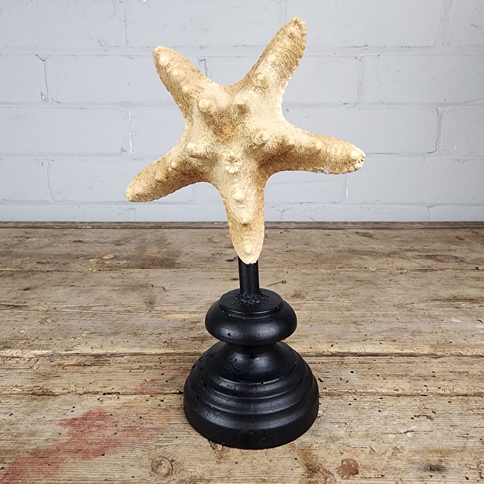 A Starfish Specimen (Asteroidea) Mounted For Display