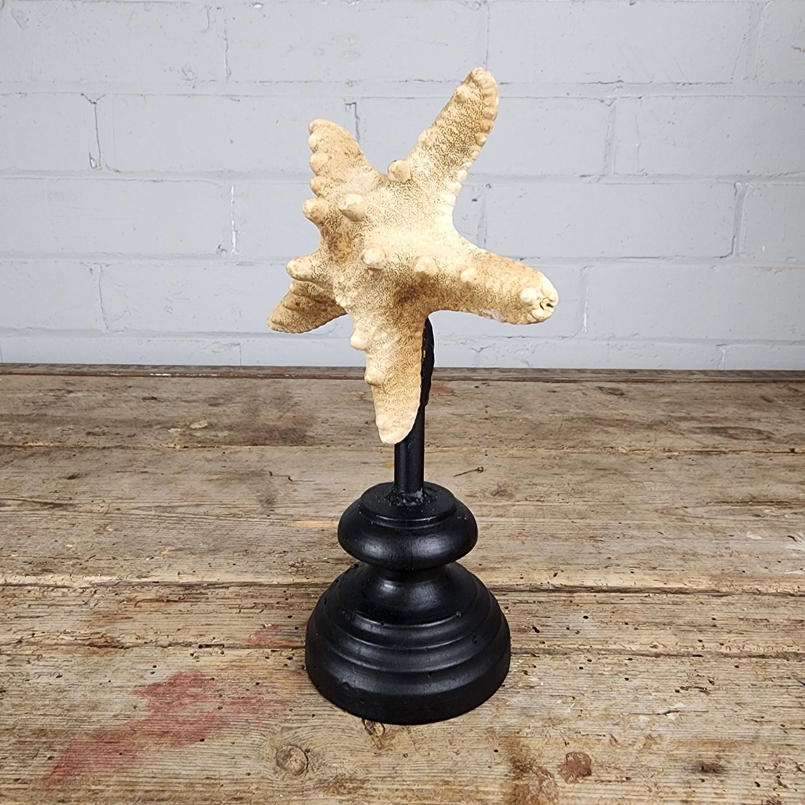A Starfish Specimen (Asteroidea) Mounted For Display photo furniture