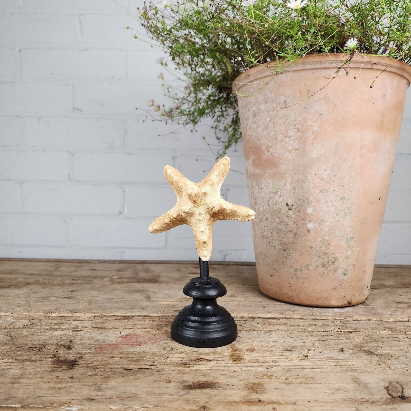 A Starfish Specimen (Asteroidea) Mounted For Display photo for sale