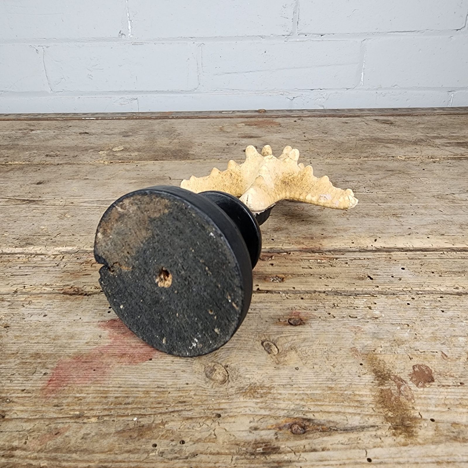 A Starfish Specimen (Asteroidea) Mounted For Display photo 120.0
