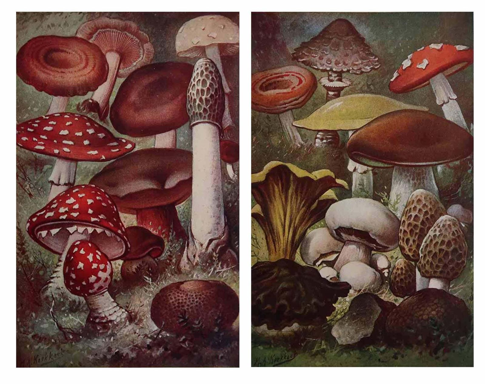 Pair Of Original Vintage Prints Of Mushrooms, Circa 1900 photo furniture