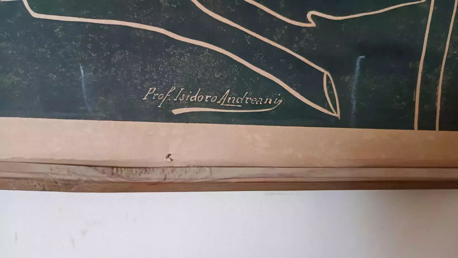 Antique Art Nouveau Table Print By Prof. Andreani Isidoro   Plants, Botany, Early 1900s photo Art