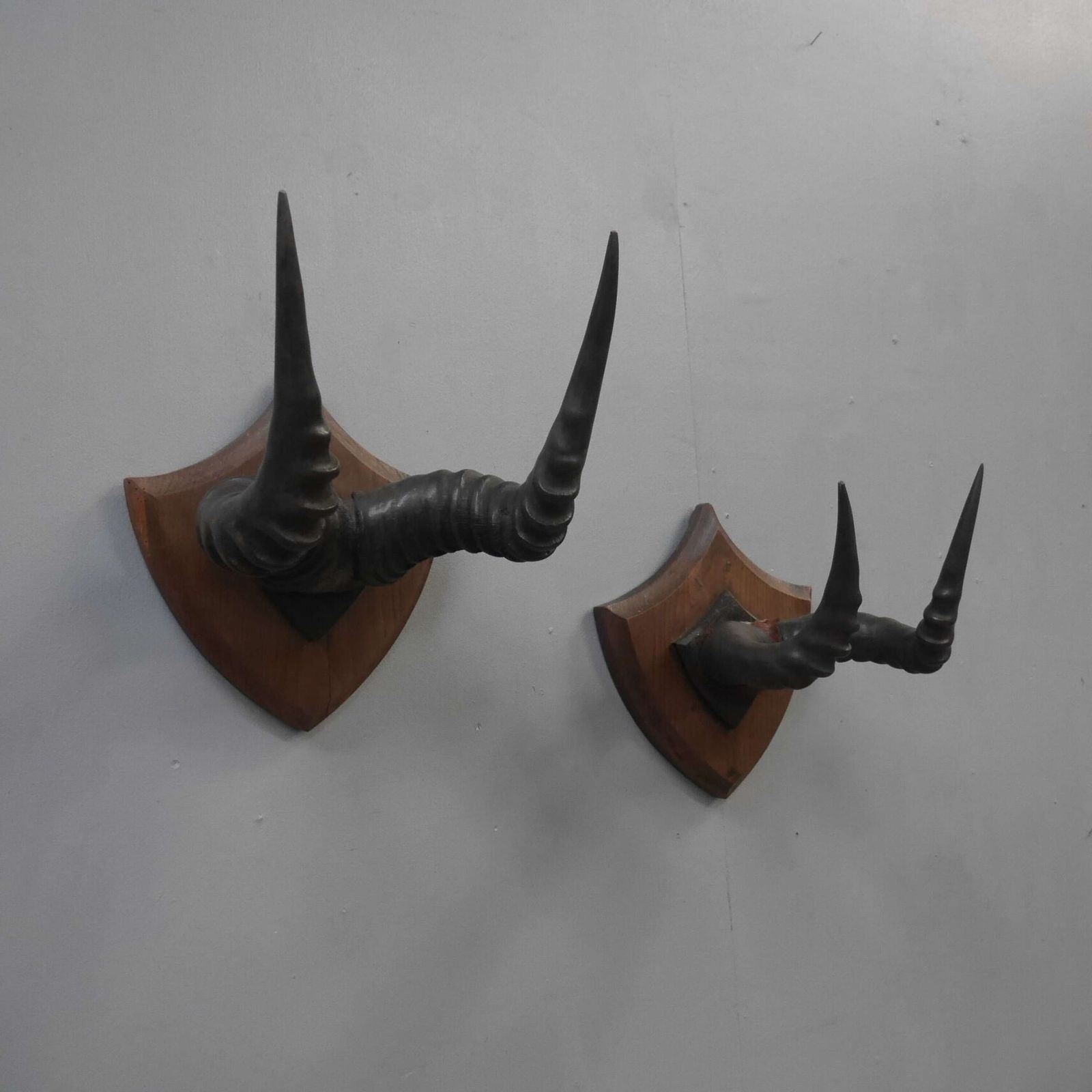 Pair Of Taxidermy Western Hartebeest Horns photo furniture