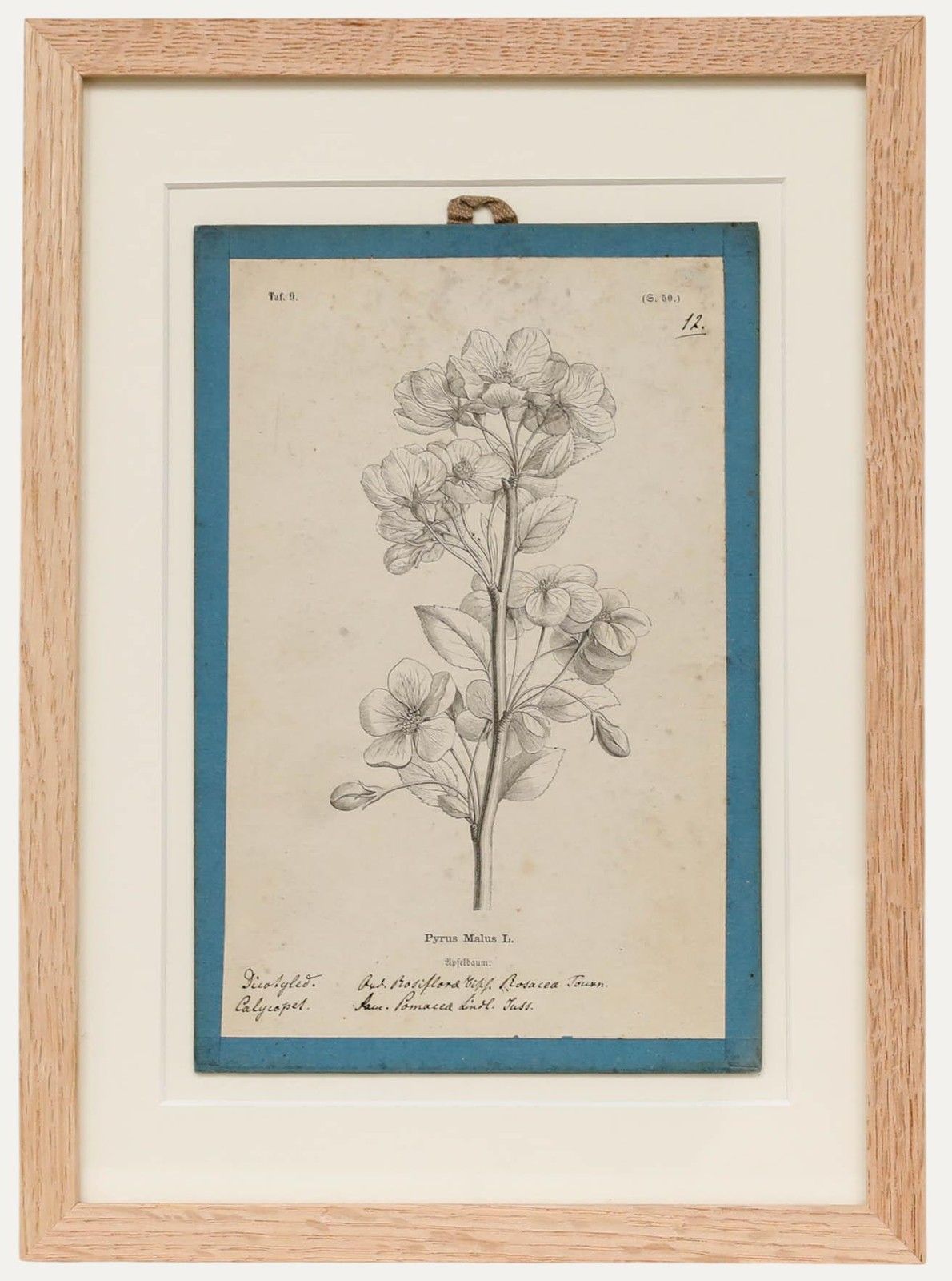 Native Flora Of Europe Framed 19th Century Lithograph, Pyrus Malus