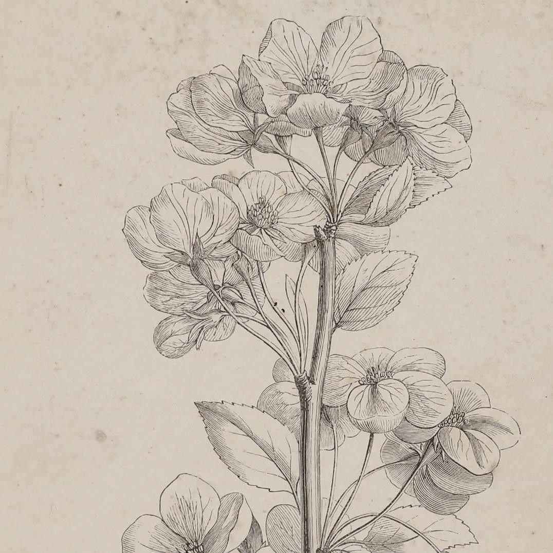 Native Flora Of Europe Framed 19th Century Lithograph, Pyrus Malus photo Art