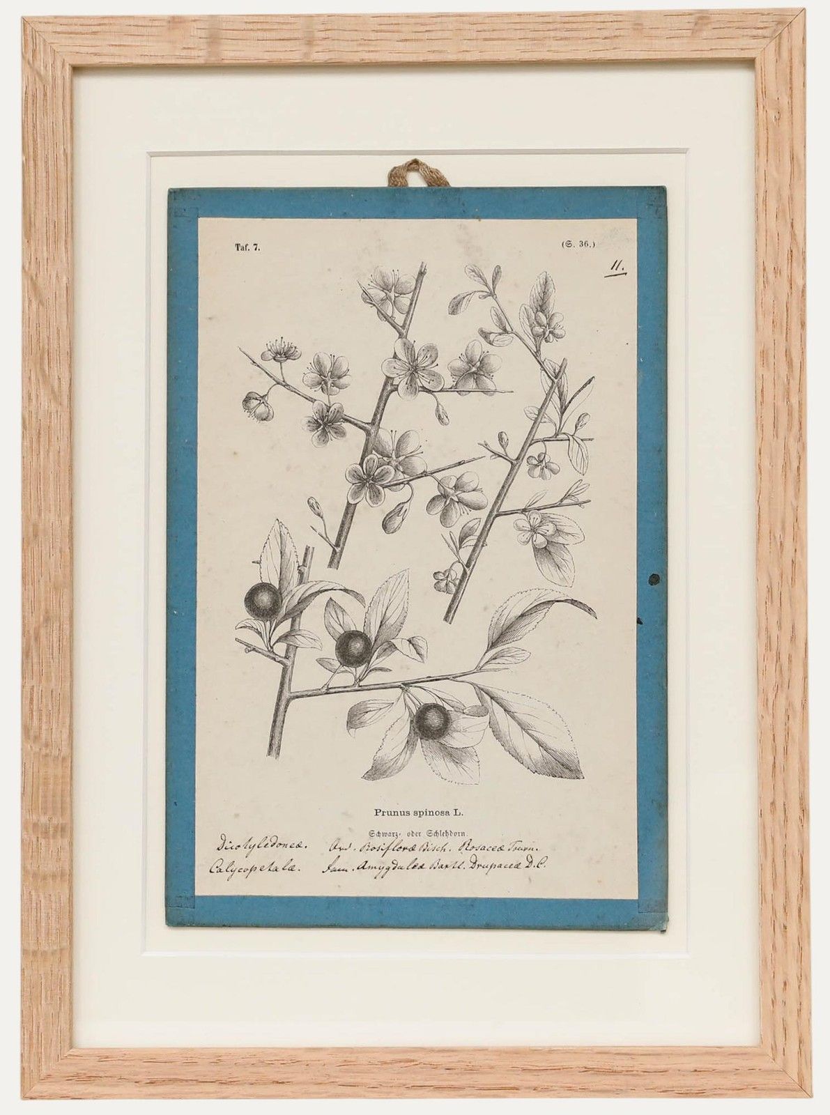 Native Flora Of Europe Framed 19th Century Lithograph, Prunus Spinosa