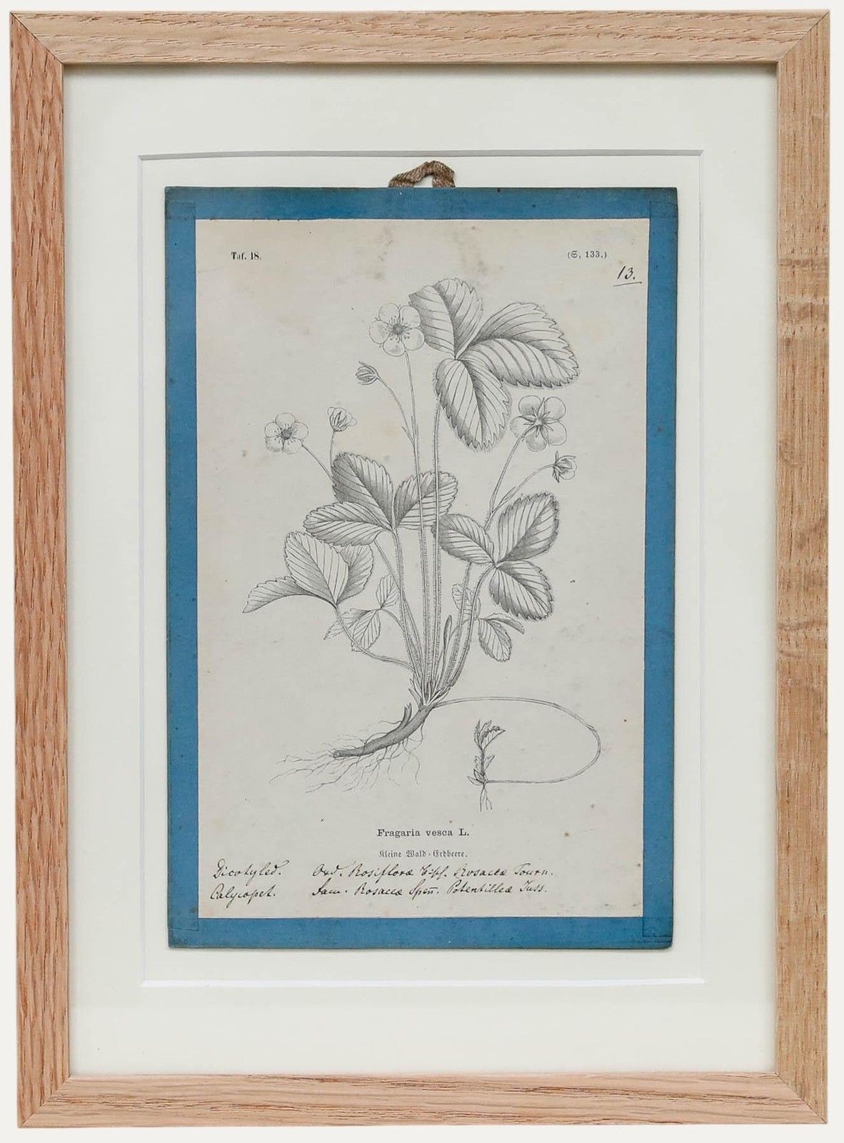 Native Flora Of Europe Framed 19th Century Lithograph, Fragaria Vesca