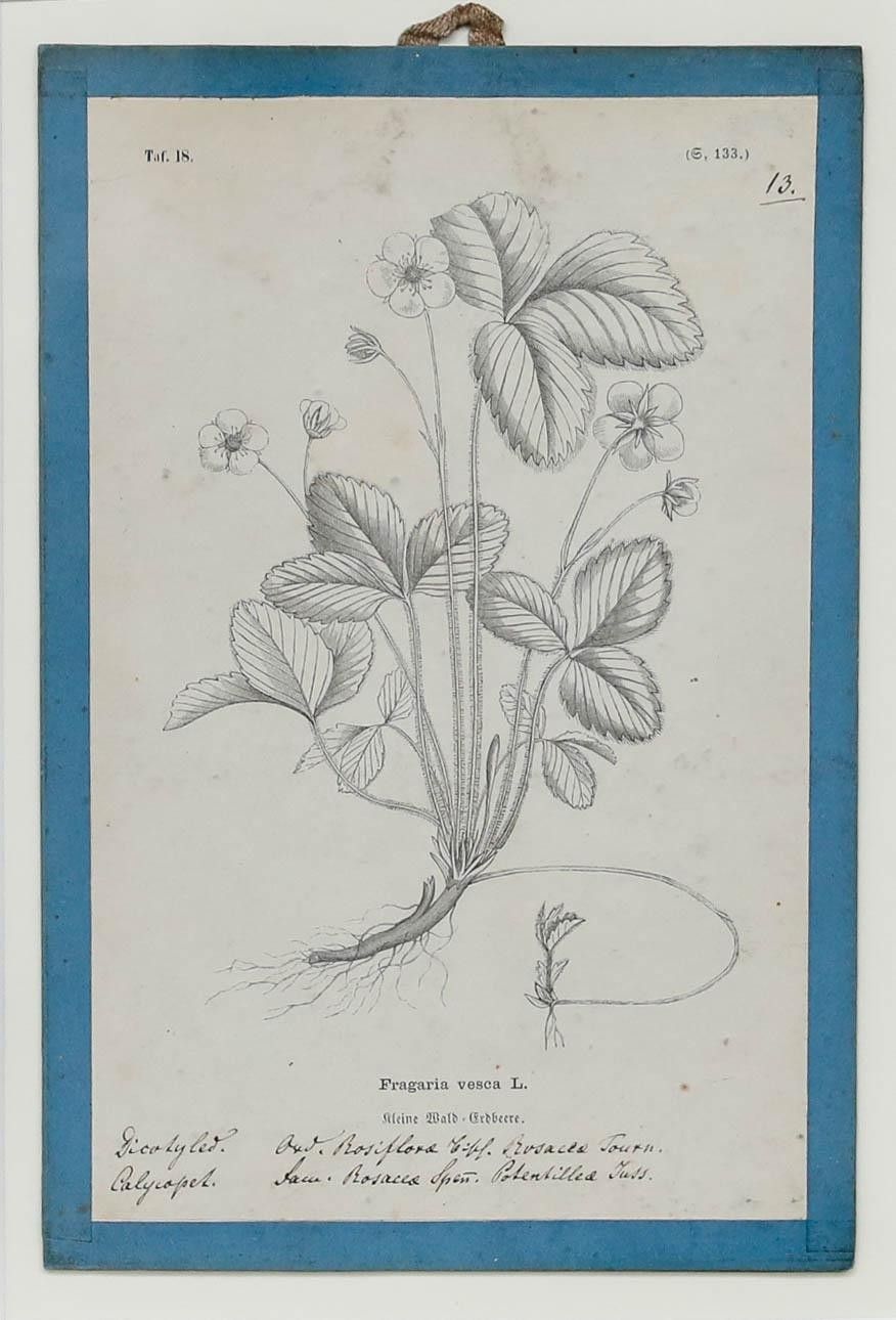 Native Flora Of Europe Framed 19th Century Lithograph, Fragaria Vesca photo furniture