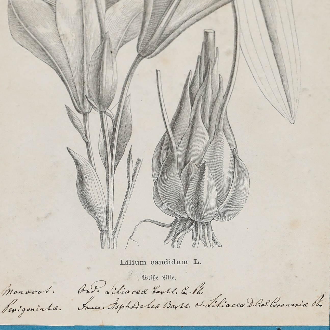 Native Flora Of Europe Framed 19th Century Lithograph, Lilium Candidum photo Art