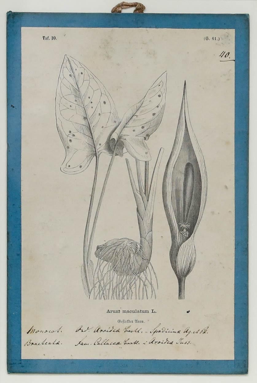 Native Flora Of Europe Framed 19th Century Lithograph, Arunt Maculatum photo furniture