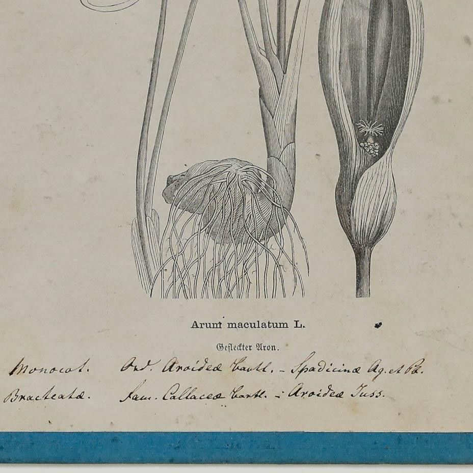 Native Flora Of Europe Framed 19th Century Lithograph, Arunt Maculatum photo 100.0