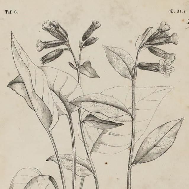Native Flora Of Europe Framed 19th Century Lithograph, Pulmonaria Officinalis photo Art