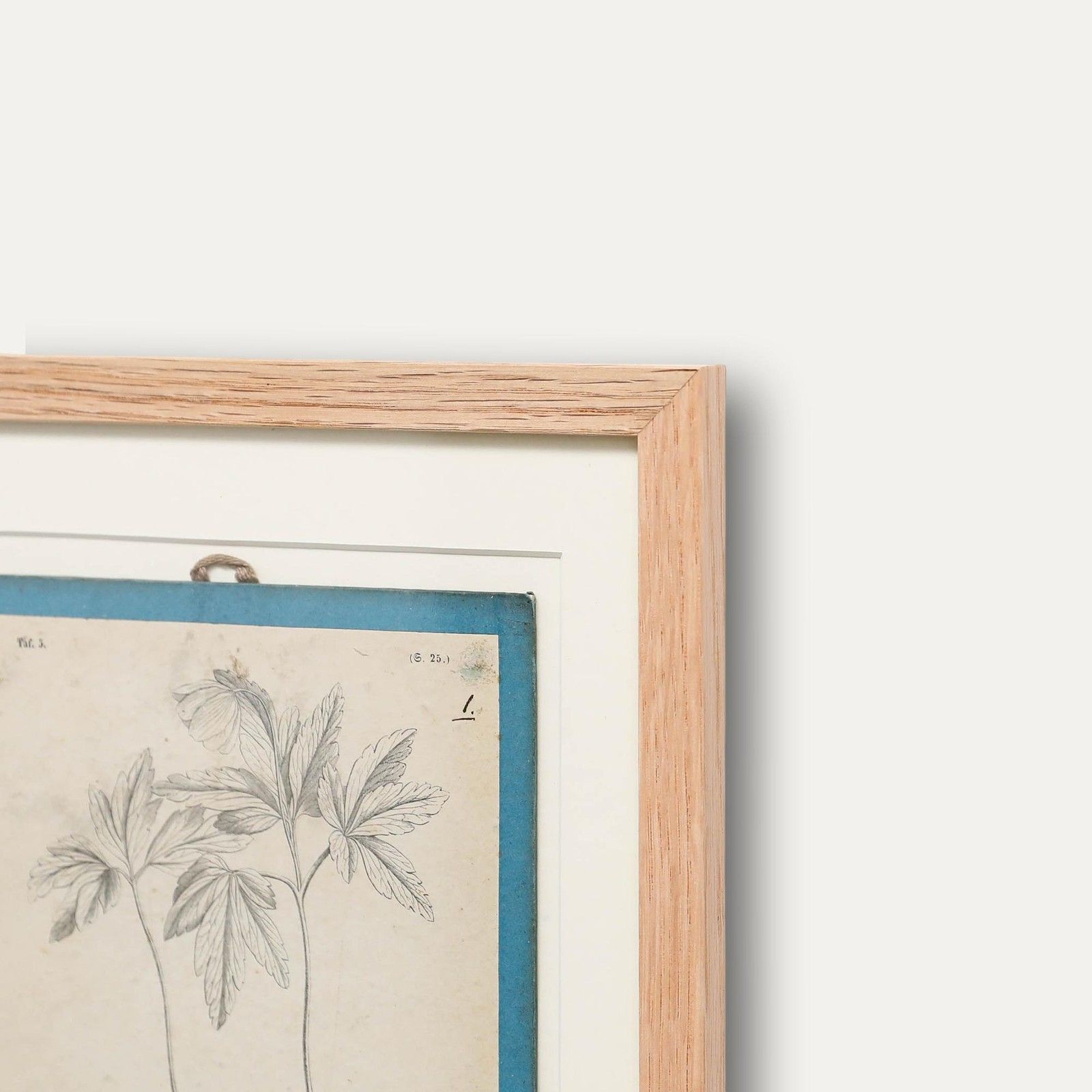 Native Flora Of Europe Framed 19th Century Lithograph, Anemone Nemorosa photo vinterior