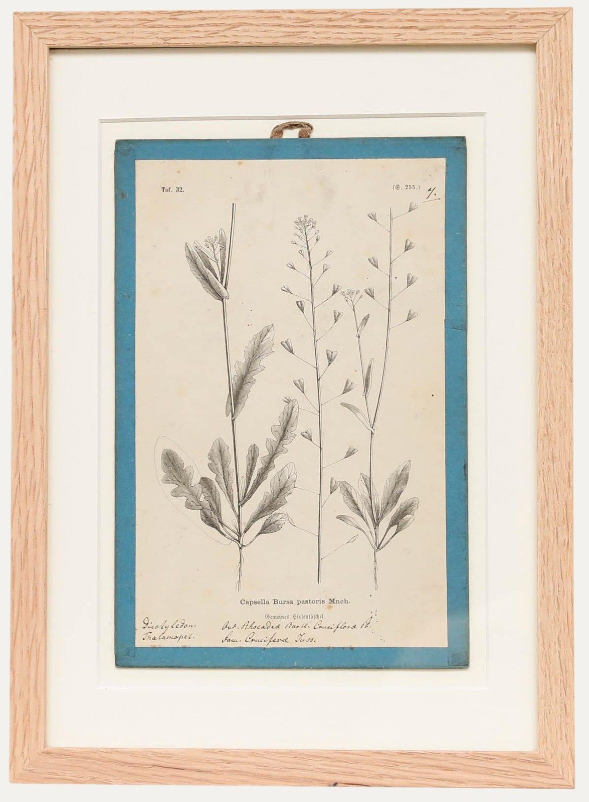 Native Flora Of Europe Framed 19th Century Lithograph, Capsella Bursa Pastoris