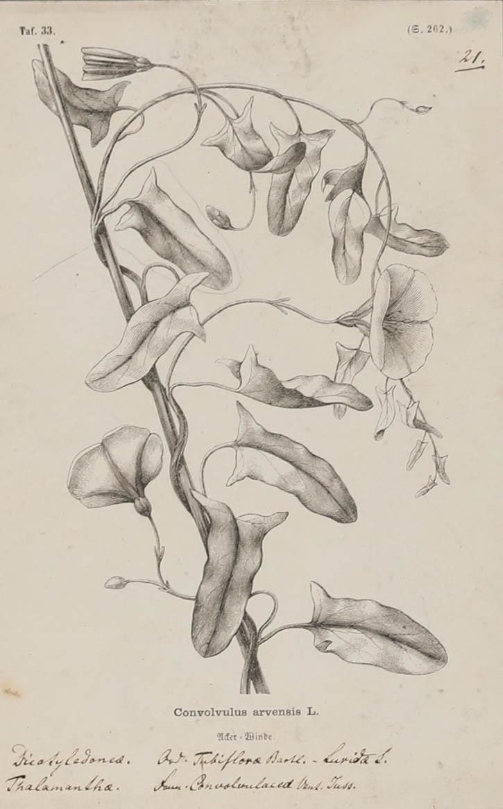 Native Flora Of Europe Framed 19th Century Lithograph, Convolvulus Arvensis photo furniture